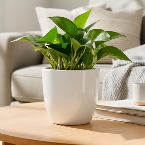 Image of Lasaki Andora 4 inch White Ceramic Pots for Indoor Plants, Planters,gamla,Outdoor,Balcony,Home,Round,Garden, Office Decor,Succulent(H - 9.5 X D - 11 cm)(Plants not Included)