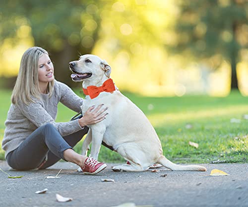 DOGWONG Cotton Dog Collar with Bow tie, Orange Pet Collar Durable Adjustable Fall Dog Collar for Large Dogs - Image 4