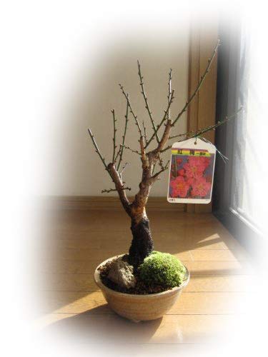 Amazon.co.jp: 紅梅盆栽梅盆栽 紅色の一重咲き 梅 : DIY・工具・ガーデン