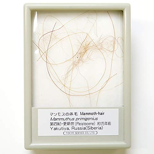 Amazon | SCIENCE 化石標本Woolly Mammoth Hair「マンモス 実物の体毛
