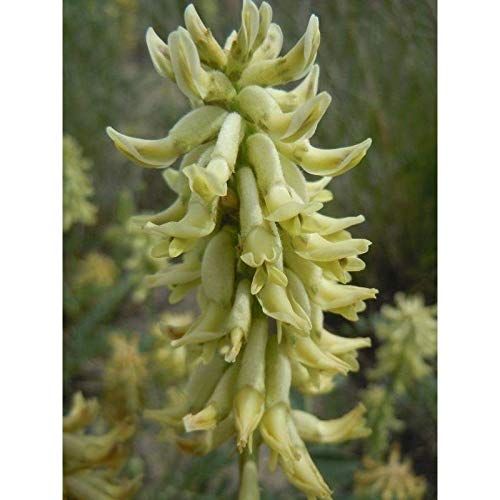 Canadian Milk Vetch Seeds (20 Seed Pack)