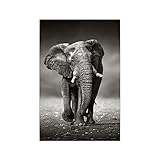  Tableau Elephant Noir Et Blanc. \