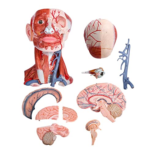 Image of Numbered Human Head and Neck W /Brain Model, 10 Part Life Size Anatomical Head and Neck Muscle with Vessels Nerves and Brain Model for Medical Anatomy and Physiology Study Research Teaching