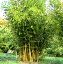 Creative Farmer Bamboo Seeds For Farming Bamboo Seeds Garden Pack (B075PWK7LW) Amazon Price History, Amazon Price Tracker