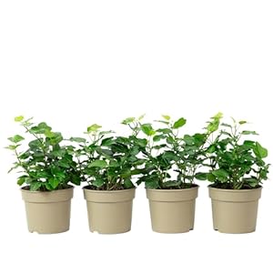 Flowerbox 4er-Set Efeu Zimmerpflanze NEW-51579