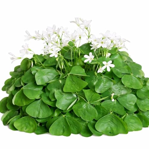 Easy to Grow Oxalis Regnellii Lucky Shamrocks Pack of 20 Plant Bulbs - Green Foliage with White Flowers Spring to Summer Indoor Outdoor Low Maintenance