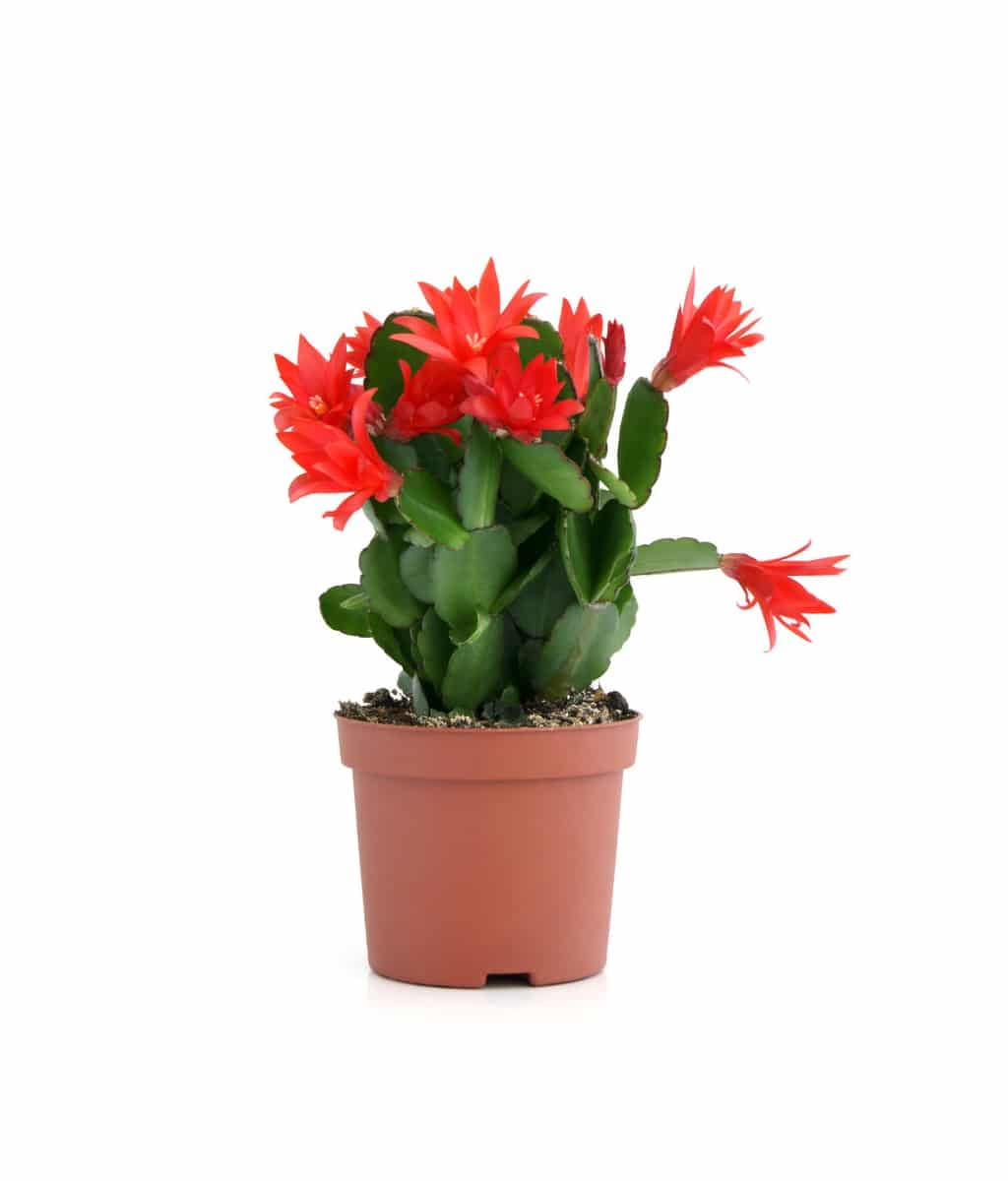 See full amazon price history chart for Garden Nature Care Red Flower Zygo Cactus Plant Garden Nature Care Red Flower Zygo Cactus Plant (B09N9KXGD9) Amazon Price History, Amazon Price Tracker