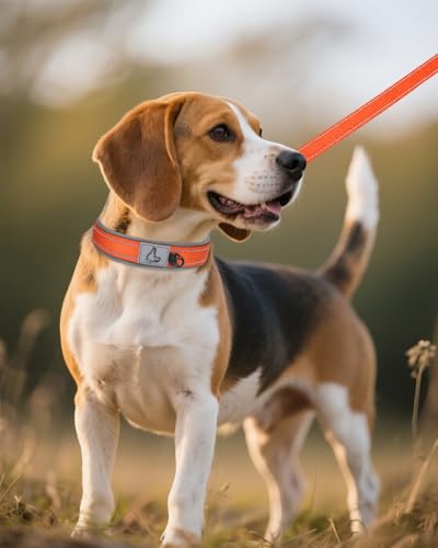 Joytale Halsband Hund, Weich Hundehalsband Gepolstert Neopren Hunde Halsband für Mittelgroße Hunde, Nylon Reflektierend Breit Halsbänder, Orange