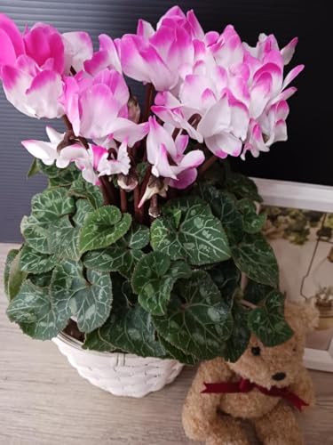 (^-)- �V�N������ �C���f�B�A�K�� ��1