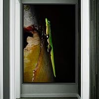 Framed Canvas Wall Art Reptile Contemporary Dramatic Hallway Iguana Multicolor Photography Reptiles - 16x24 inches