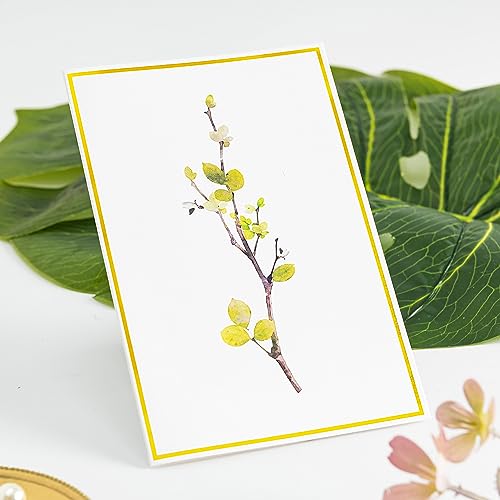 Crisky CRD033-PLANTS-CHROMATIC-50 50 Floral Greeting Cards thumb #5