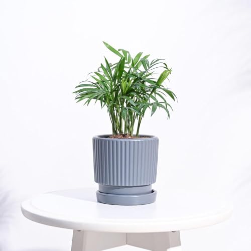Image of UGAOO Roma Ceramic Pot |Indoor Ceramic Planter for Home, Office, Garden, Balcony - Gray (4 Inch)