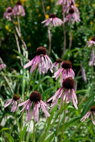 Echinacea pallida 9x9 cm Topf – Winterhart, Mehrjährig, Pflegeleicht – Blasser Sonnenhut – Staude für Beet & Garten