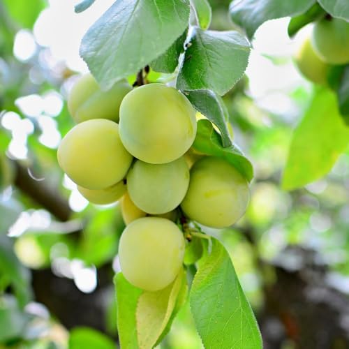 Cambridge Gage Plum Tree - 1 x Bare Root Tree for Garden, Delicious Yellow-Green Fruit, Self-Fertile, RHS Award Winner, Thompson & Morgan