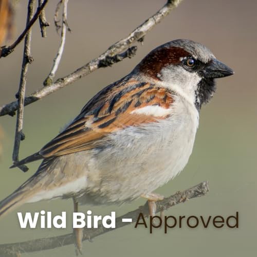 Chirp & Maple Nyjer Bird Seed – Premium No Mess Niger Thistle Seed for Finches & Songbirds | High Energy Wild Bird Food | Attracts Goldfinches, Redpolls & Siskins – 1KG - 2
