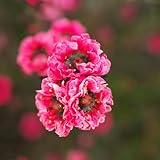 Manuka - blühende sträucher winterhart seltene sträucher garten stauden winterhart mehrjährig exotische blumendeko für sonnige plätze steingartenpflanzen winterhart geschenke für 200Samen