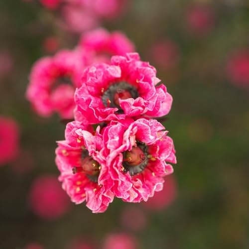 Manuka - blühende sträucher winterhart seltene sträucher garten stauden winterhart mehrjährig exotische blumendeko für sonnige plätze steingartenpflanzen winterhart geschenke für 200Samen