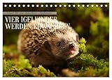 Schutz für eine obdachlose Igelfamilie - Vier Igelkinder werden erwachsen. (Tischkalender 2026 DIN A5 quer), CALVENDO Monatskalender: Igel benötigen ... da ihr altes zerstört wurde. (CALVENDO Tiere)