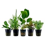 AquaOne Plantas de acuario I 5 x plantas acuáticas de fácil cuidado sin CO? Fertilización I Plantas de acuario Anubias Microsorum Cryptocoryne Limnophila I Juego de asesino de algas