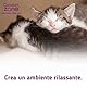 Das Pheromon-Beruhigungshalsband für Katzen hilft ihnen, Sich sicher und zufrieden zu fühlen, ruhig zu Sein und Stress, Ängste und unerwünschtes Verhalten zu reduzieren, Packung mit einem Halsband