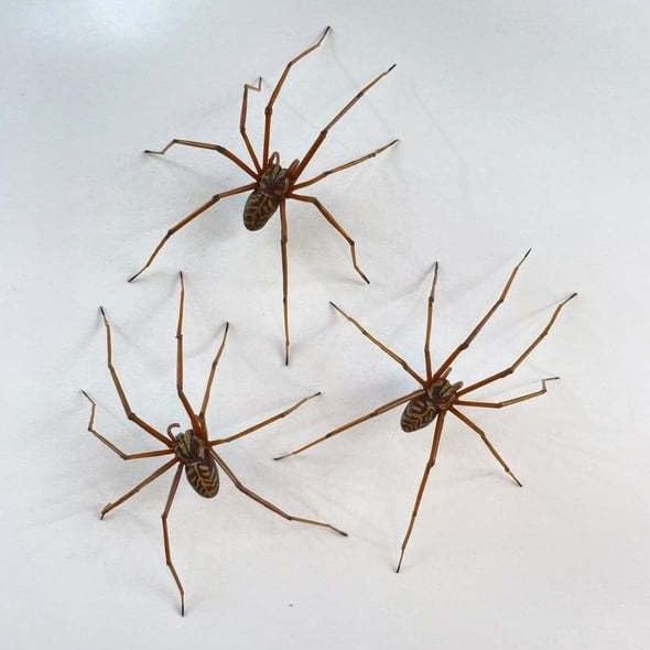 Realistic Spider Earrings Scary Spider Earrings Hand Cuff Costume Cosplay Party Supplies Favors for Women Men2