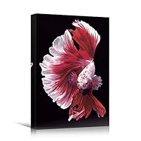 SIGNWIN Canvas Wall Art Siamese Fighting Fish with Pink, Purple, Magenta and White Fins Marine Life Ocean Modern Art Nautical Closeup Colorful for Living Room, Bedroom, Office - 12x18 inches