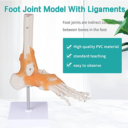 Image of Anatomical Foot Model with Ligaments - Life Size Ankle Joint Model Foot Model with Ligaments for Medical Teaching