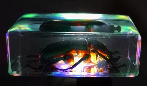Image of 44mm Real Unicorn Green Rose Chafer Beetle in Crystal Clear Lucite Resin Specimen St. Patrick's Day Color Preserved Trigonophorus Insect Bug Taxidermy Collection Biology Science Education Desk Display
