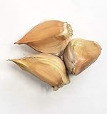 1 +Pound Fresh Elephant Garlic - Large - Soft-Neck Cloves (Allium Sativum VAR. Sativum)