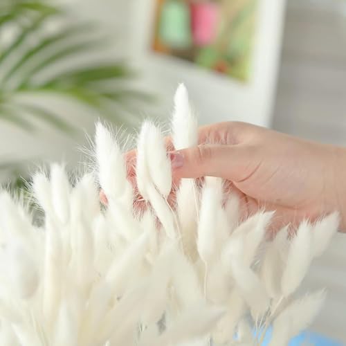 Image of TIED RIBBONS Set of 100 Pcs Natural Dried Bunny Tail Pampas Grass White Color Bunny Tail Pampas Boho Bouquet Artificial Flowers Decor for Table Vase Living Room Home Decoration (20 inch Length)