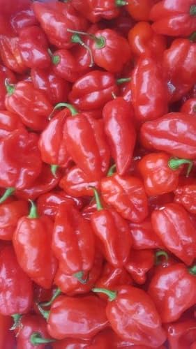 Chili Habanada Rojo 10 Semillas