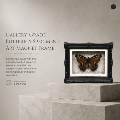 1Pcs Real Butterfly Framed Handmade, Taxidermy Butterfly Shadow Box Collection, Framed Butterfly Taxidermy for Oddities and Curiosities Gifts Tabletop Ornaments (#06-butterfly Specimen+photo Frame) — view 4