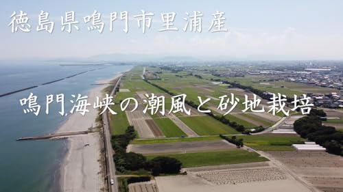 鳴門のニシムラ 鳴門金時 熟成 冷凍焼き芋 Sサイズ約1.5kg 里浦産 の商品画像 4