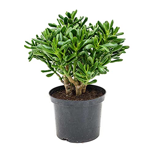 Crassula Gollum Planta de Jade Crassula Hobbit Suculenta Orejas de Shrek