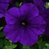 Park Seed Petunia Flowering Plant Seeds, Nonstop Blue Blooms, Fragrant, Early Spring to Summer Interest, Easy to Grow for Beds or Baskets, E3 Easy Wave Blue, Pack of 10