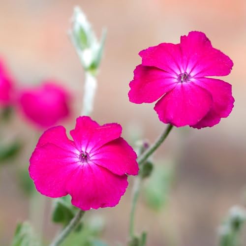 Rose Campion Seeds â€“ RHS Award of Garden Merit â€�