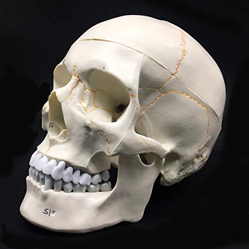 Human Skull Anatomical Model 3-Part Life-Size Anatomy for Science Classroom Study Display Teaching Medical Model - Thumbnail 4