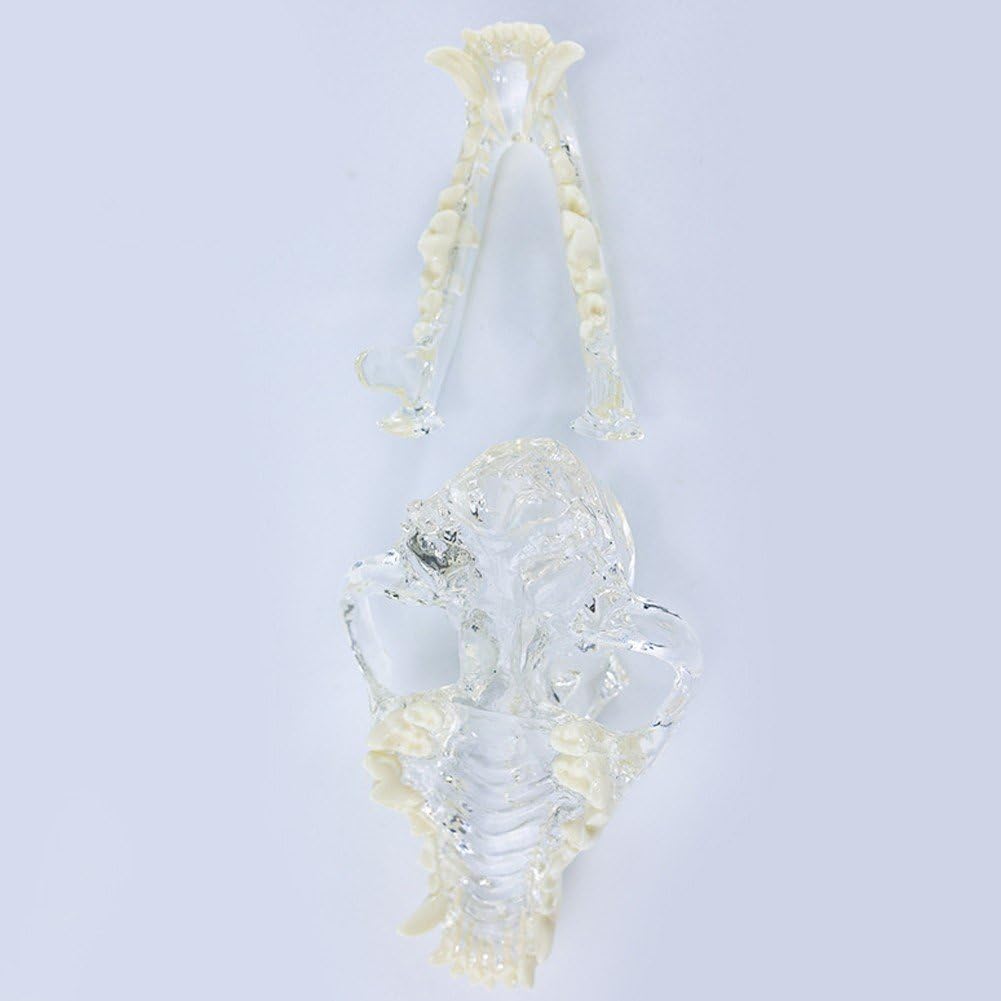 Modelo Dental De Perro con Cráneo Transparente, Modelo De Dientes Orales, Modelo Anatómico De Clínica Veterinaria para Educación Veterinaria Canina, Decoración, Demostración