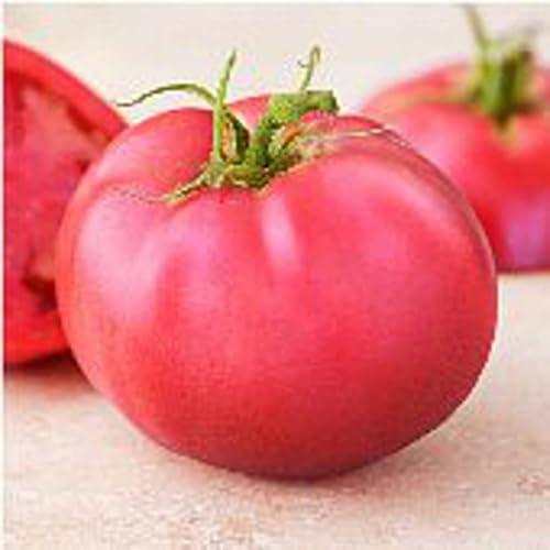 Pink Girl Tomato Seeds (45 Seeds) Seeds for Planting, Farm, Growing in Garden, Greenhouse, Vegetable, Fruit