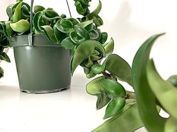 Hanging Indoor Plants Low Light: 5 Surprising Picks You’ll Love 1 hanging indoor plants low light