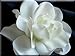 4" Hand Crafted Silk Gardenia Flower Hair Clip Wedding Off White