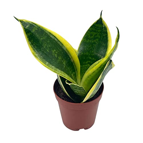 BubbleBlooms Varigated Snake Plant in a 2 inch Pot Sansevieria Dracaena trifasciata Tiny Mini Pixie Plant
