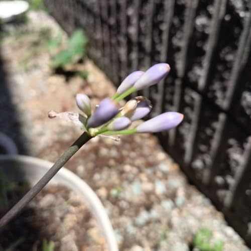 農業資材 ガーデニング用品 アガパンサス」の人気商品一覧 | 安い商品