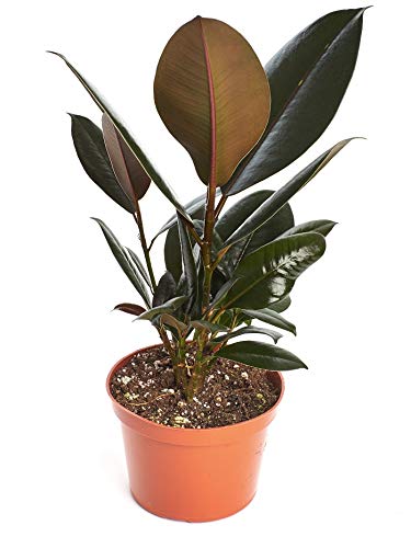 Shop Succulents Ficus Elastica Decora Burgundy Rubber Tree