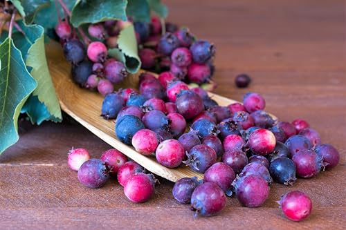 20 Seeds Saskatoon SERVICEBERRY aka Western, Pacific, Juneberry, Shadbush Amelanchier Alnifolia Native Edible Purple Berry Fruit White Flower Shrub