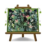 EURO PLANTS VIVAI