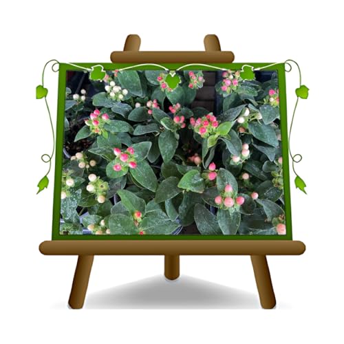 EURO PLANTS VIVAI Hypericum Androsaemum pianta ornamentale tappezzante su Vaso da 12 cm