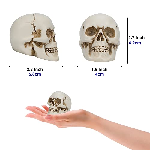 READAEER Resin Skull 2 pcs/Set, Mini Skull Model for Home Decoration, Halloween Skull Statue, Human Skull Head Bone Model for Desktop