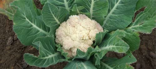 50 SEMI DI CAVOLFIORE DI VERONA PRECOCE