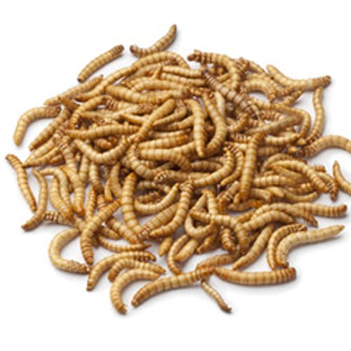 Premium Dried Mealworms - 5Kg - Approx 32 Litres -Wholesome Nourishment For Nature's Finest - Premium Dried Mealworms (5Kg (Approx 32 Litres)) - 6